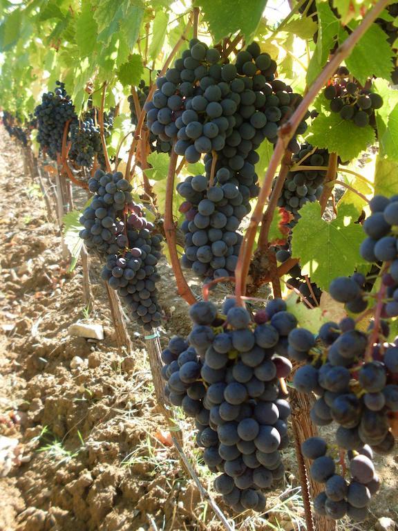 Agriturismo Amina, Winery & Hiking Vagliagli Εξωτερικό φωτογραφία