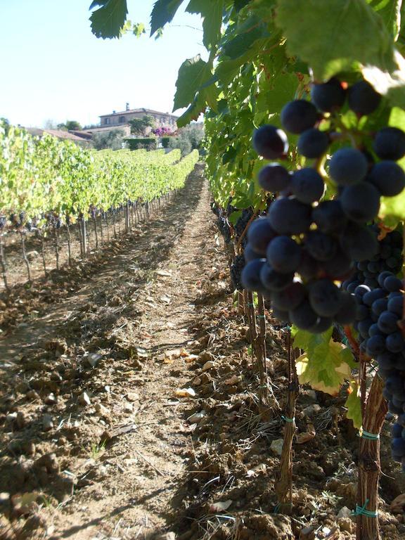 Agriturismo Amina, Winery & Hiking Vagliagli Εξωτερικό φωτογραφία